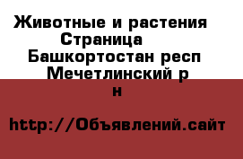  Животные и растения - Страница 14 . Башкортостан респ.,Мечетлинский р-н